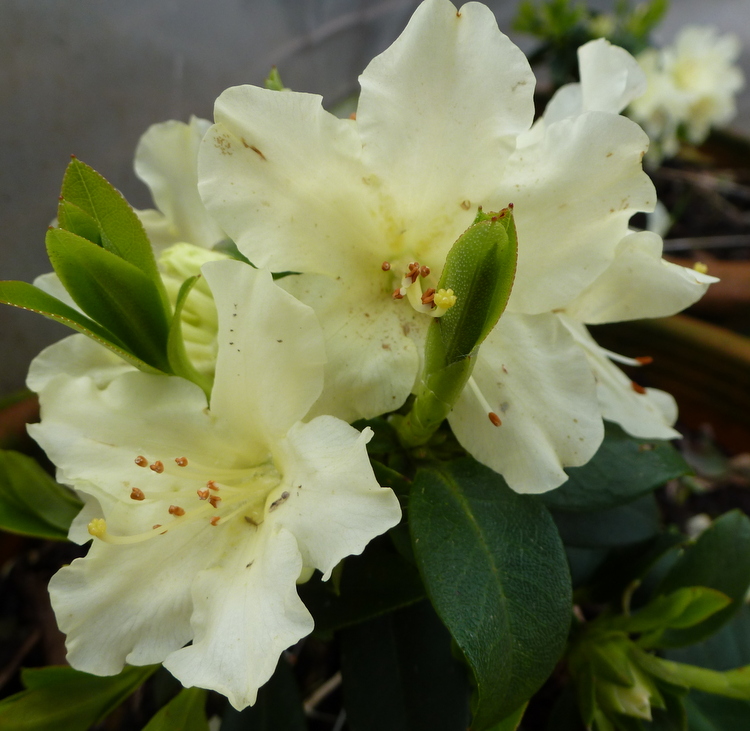 Dwarf Rhododendron 'Patty Bee'