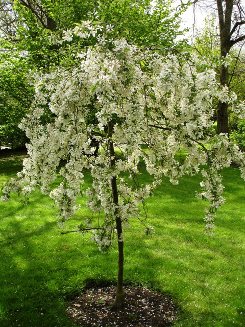 Malus 'Red Sentlnel'