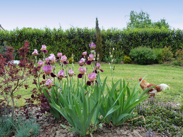 Iris in Barn garden