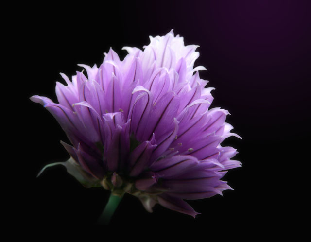 Chive Flower.