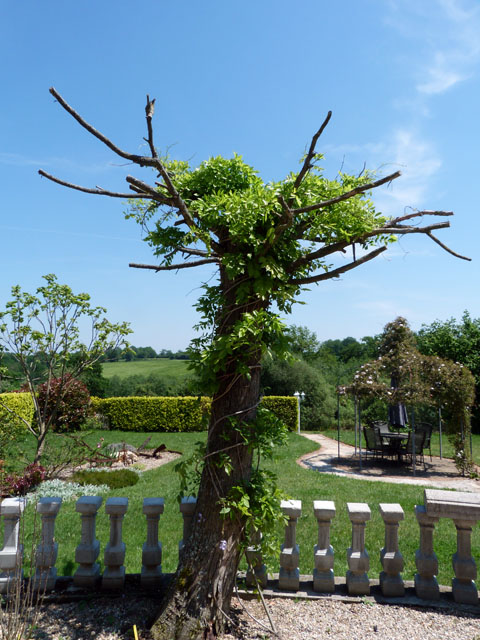 Wisteria growing up old tree.