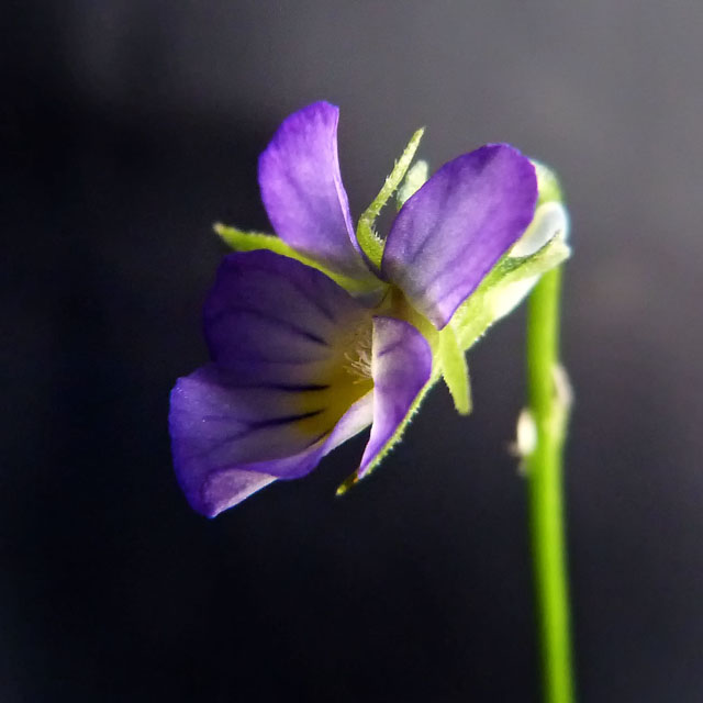 Viola.