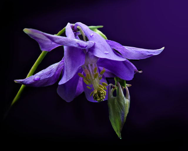 Columbine.