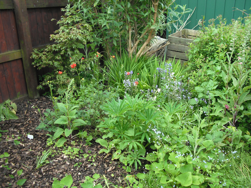 bluebells, geum, young foxgloves, lupins and an acer