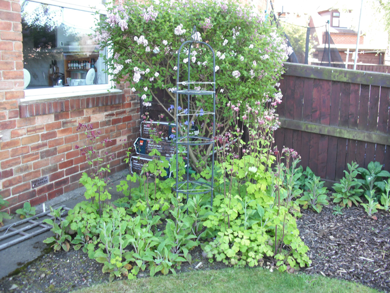 Corner by my kitchen window - lilac, aquilegia and young self-seeded foxgloves!