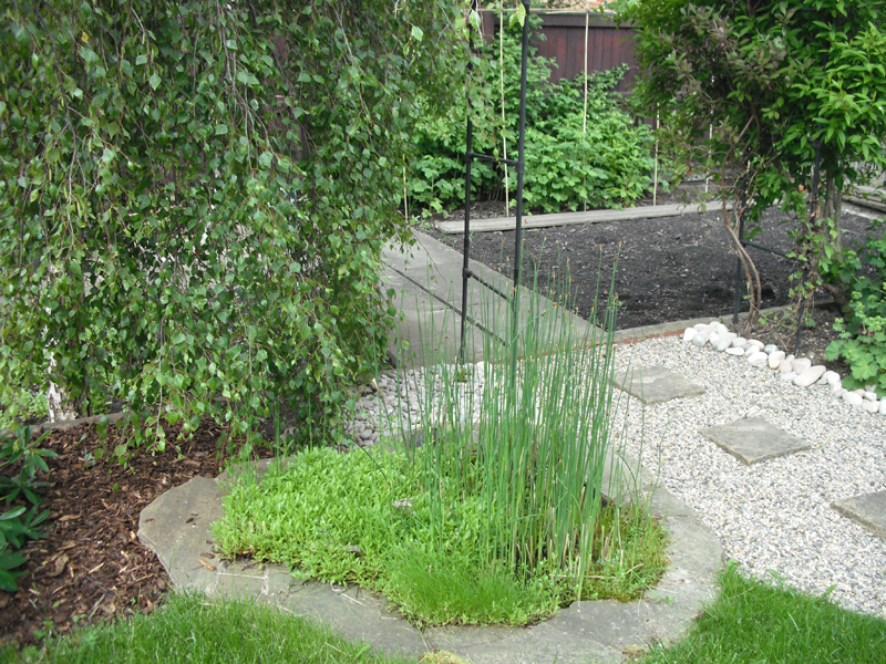 My badly neglected pond which is now a bog! Still, looks quite nice, specially with the new...