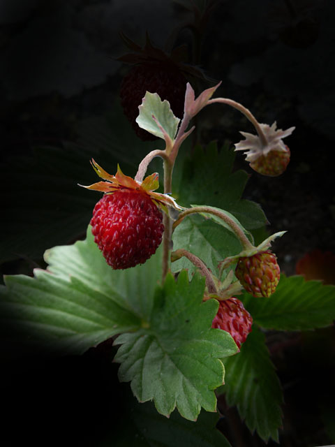 Wild strawberries