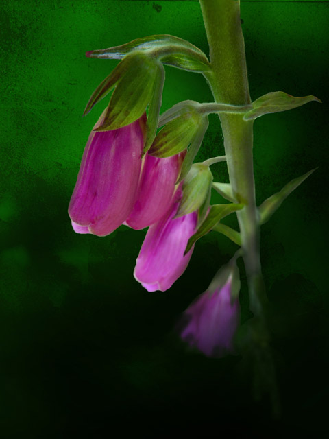 Foxglove