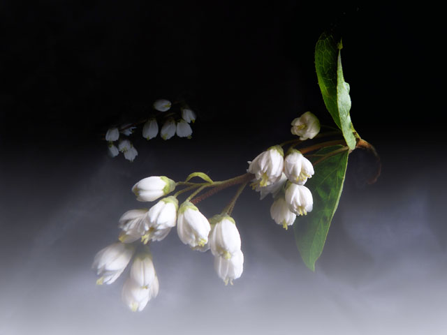 Mock Orange Blossom