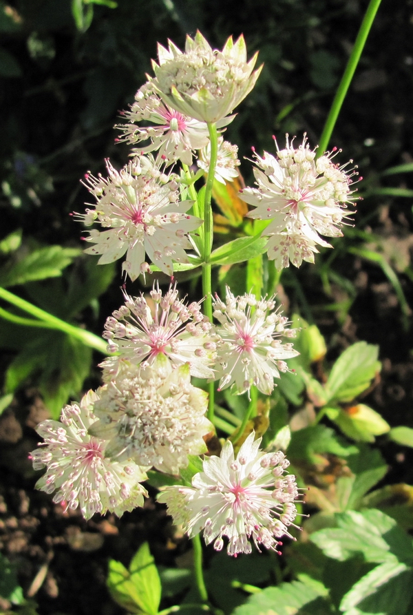 Astrantia major