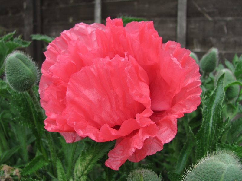 Oriental poppy