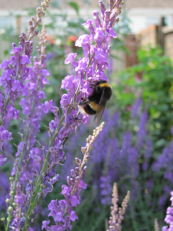 Bee on toadflax!