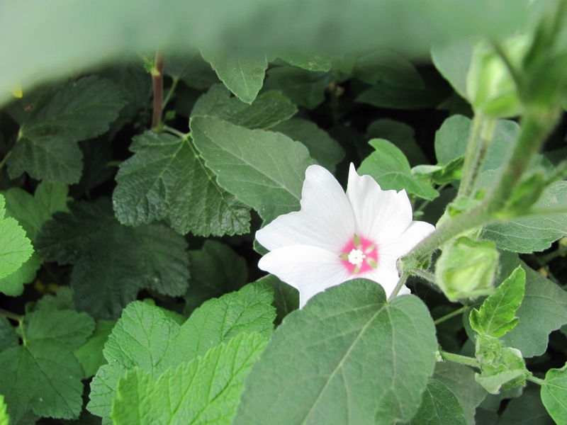 Lavatera peeking through the foliage