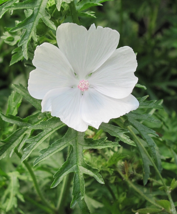 Musk mallow