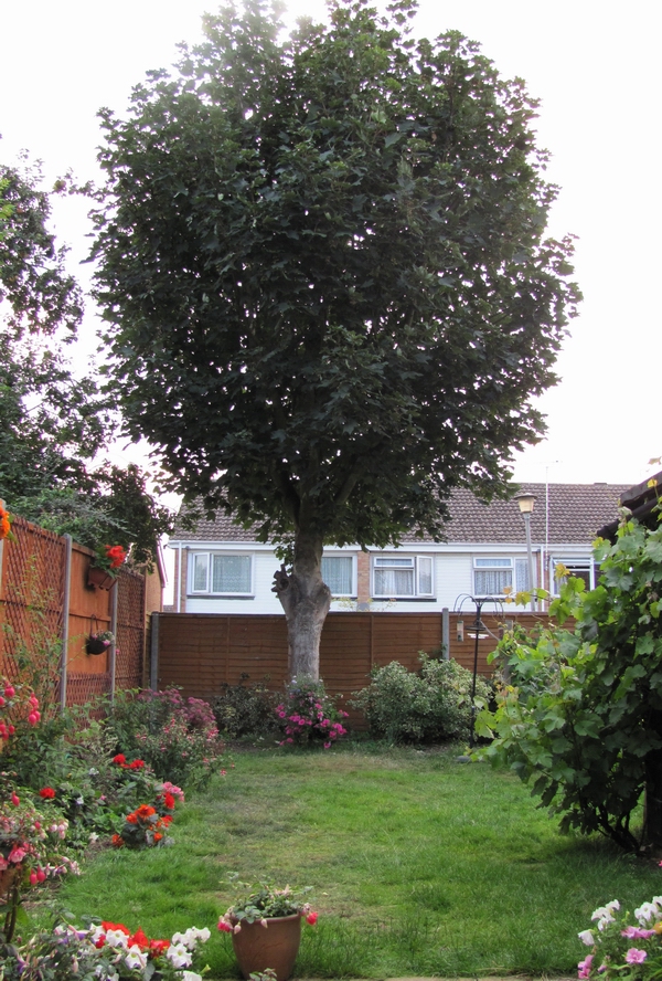 The maple tree a few day before pruning...