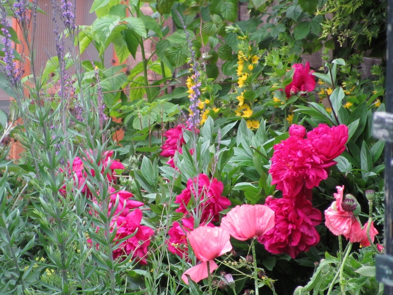 Peonies in the right border