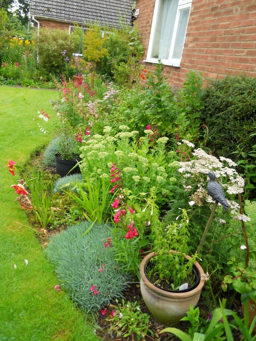 Front of house mostly Penstemons and Fuchsias