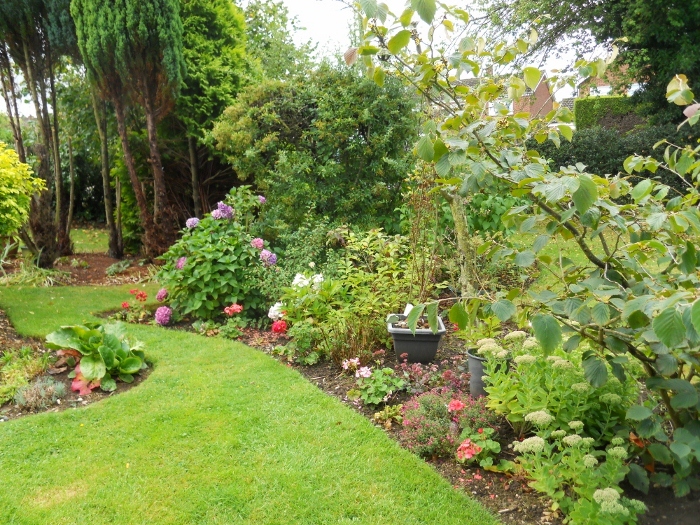 We have started removing the conifer in the background, they are overgrown dwarfs!