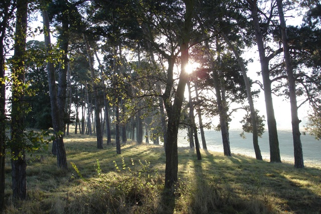 Sunrise through the Pines