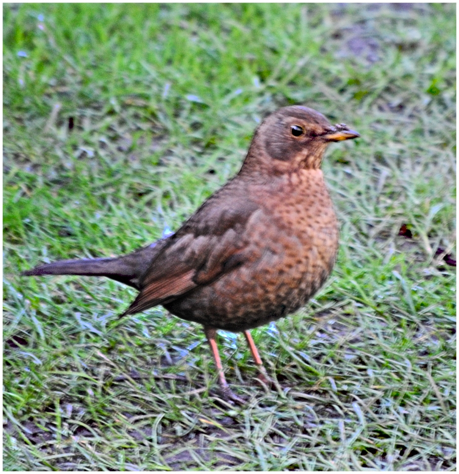 Female Blackbird