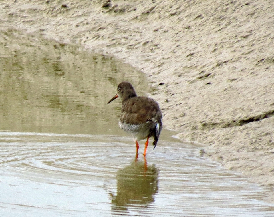 Redshanks In The River Medway