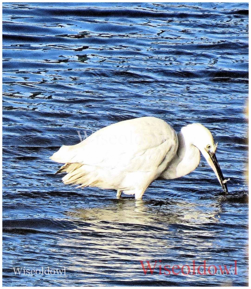 Egret