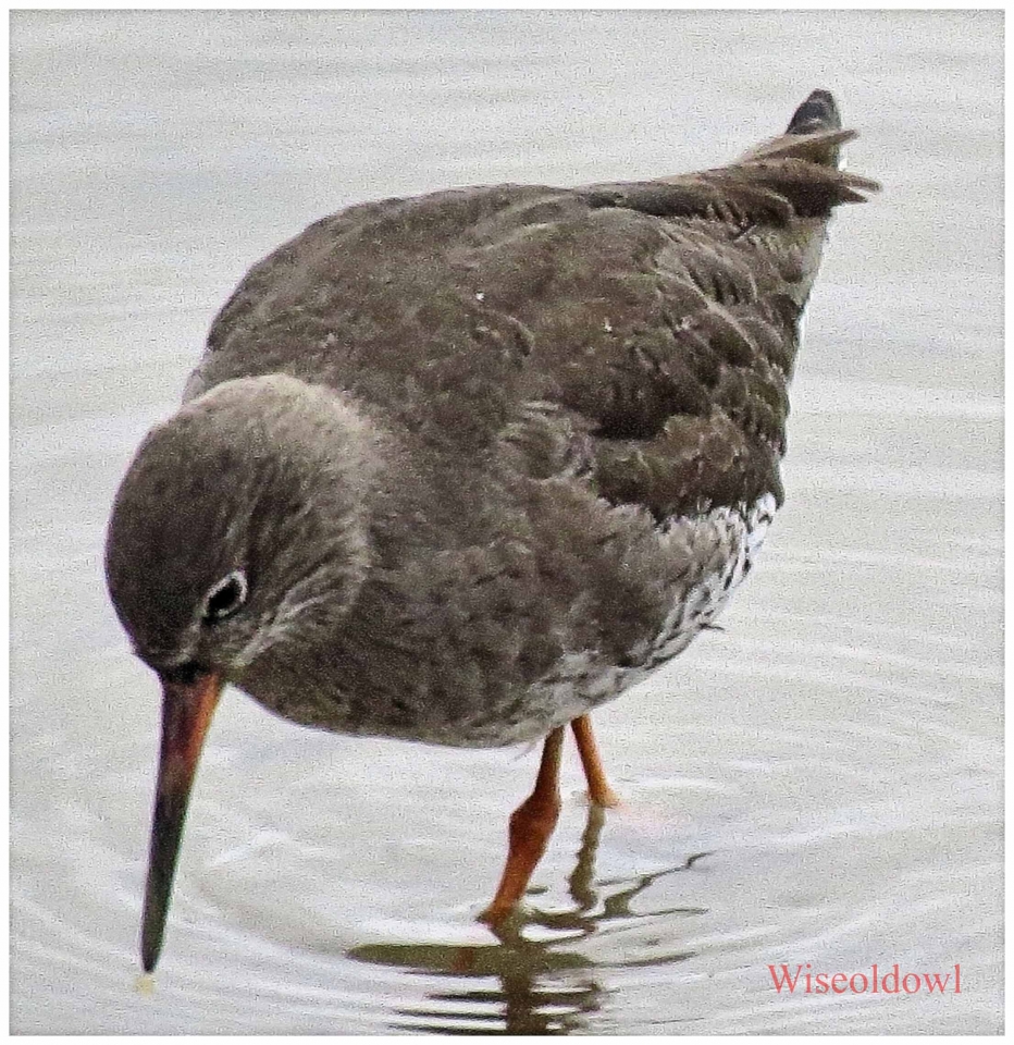 Redshank