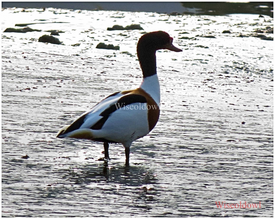 Shelduck