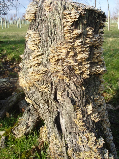 Turkeytail fungus