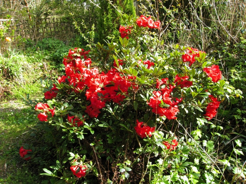 rhododendron