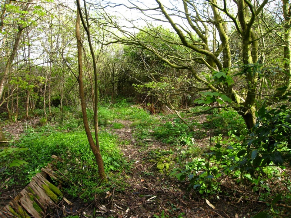 Woodland Path