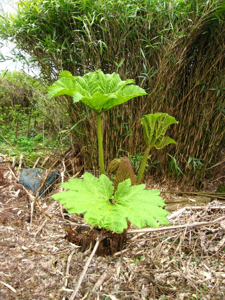 Gunnera