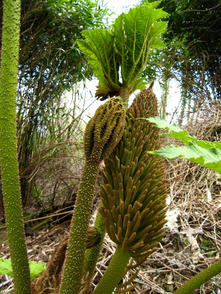 Gunnera