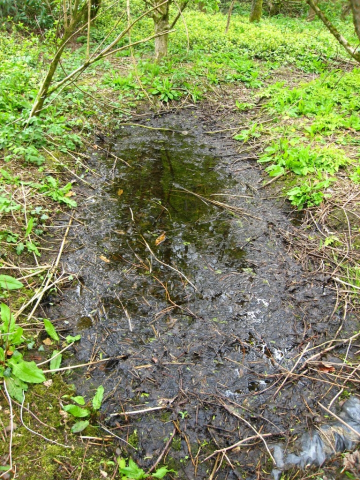 Boggy Area