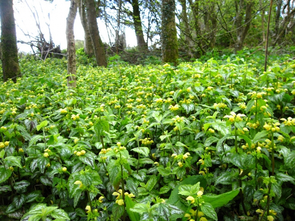 Woods in spring