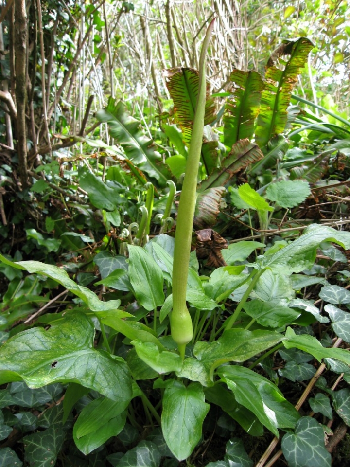 Cuckoo-pint