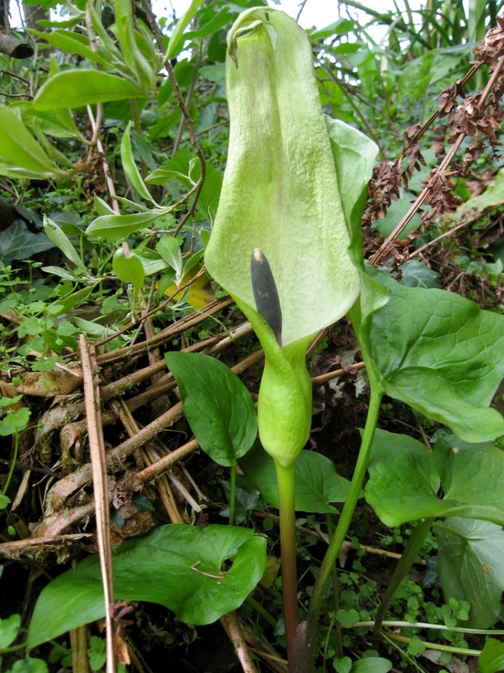 Cuckoo-pint