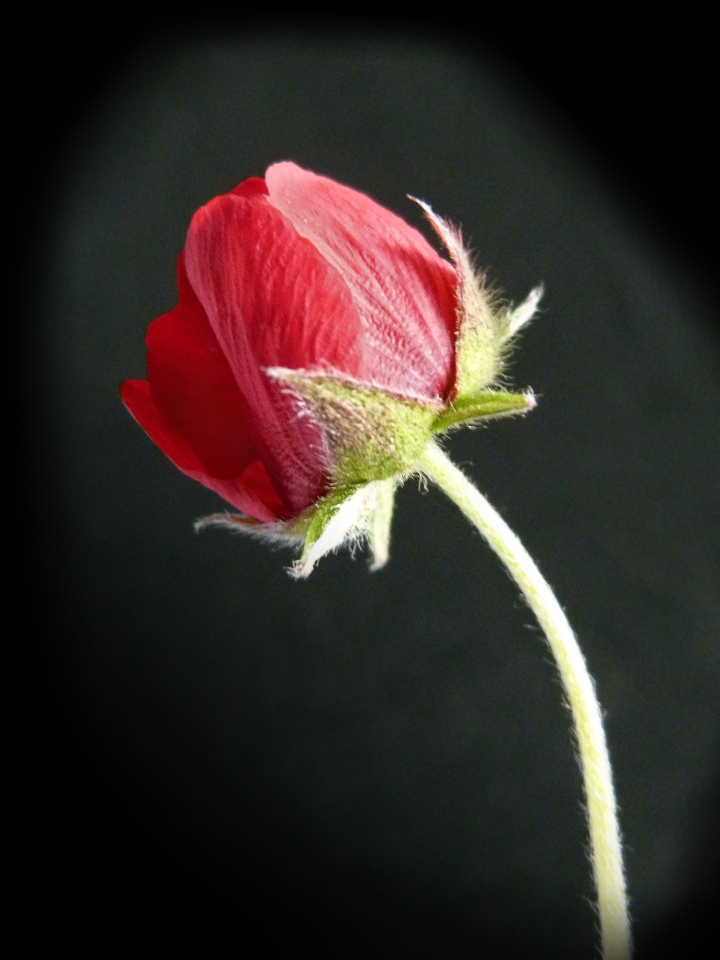 Potentilla atrosanguina