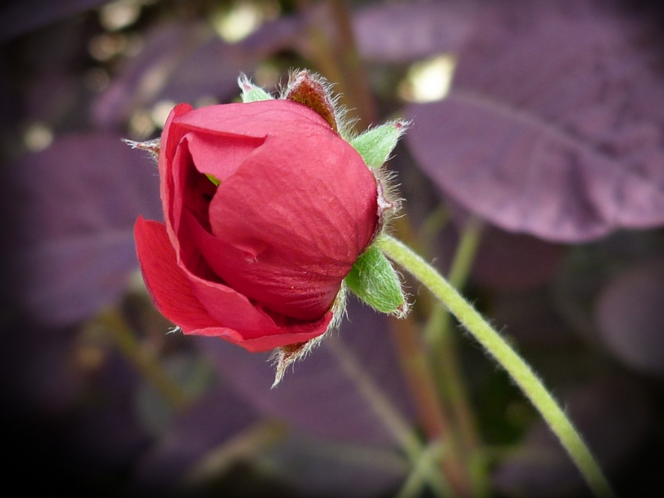 Potentilla atrosanguina