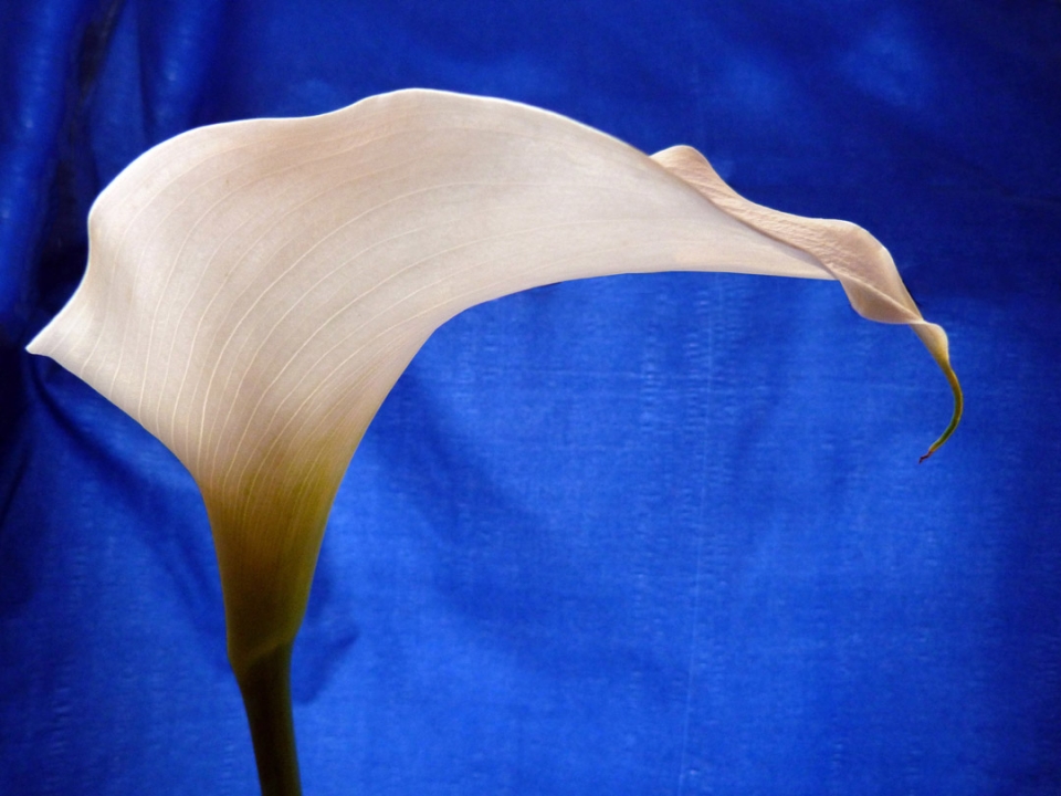 Arum Lily