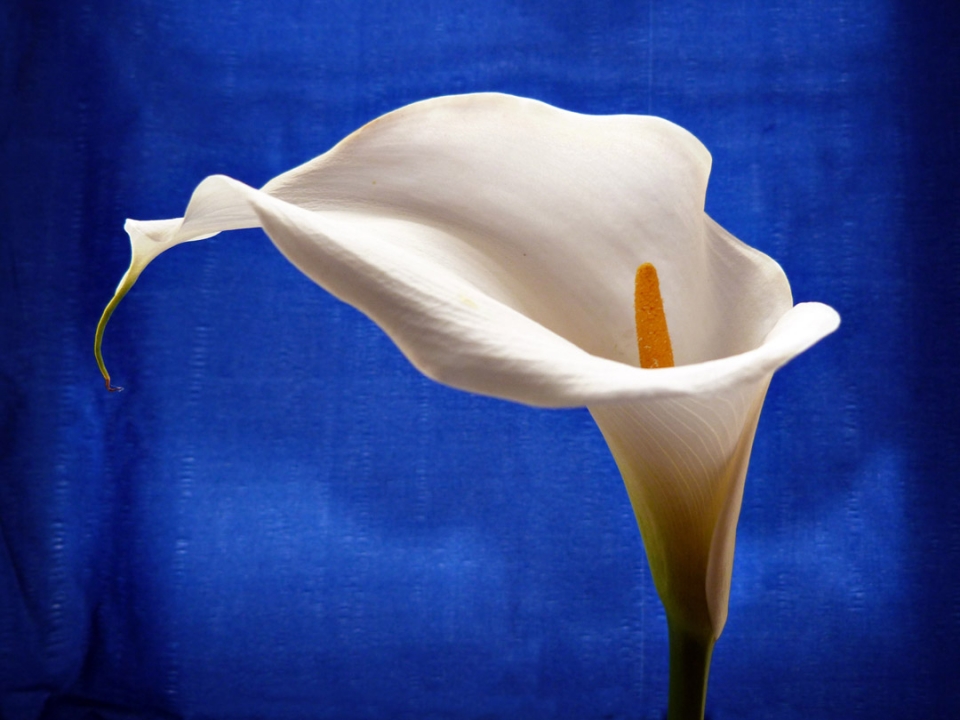 Arum Lily