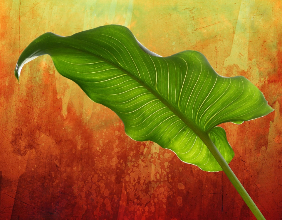 Arum Lily leaf