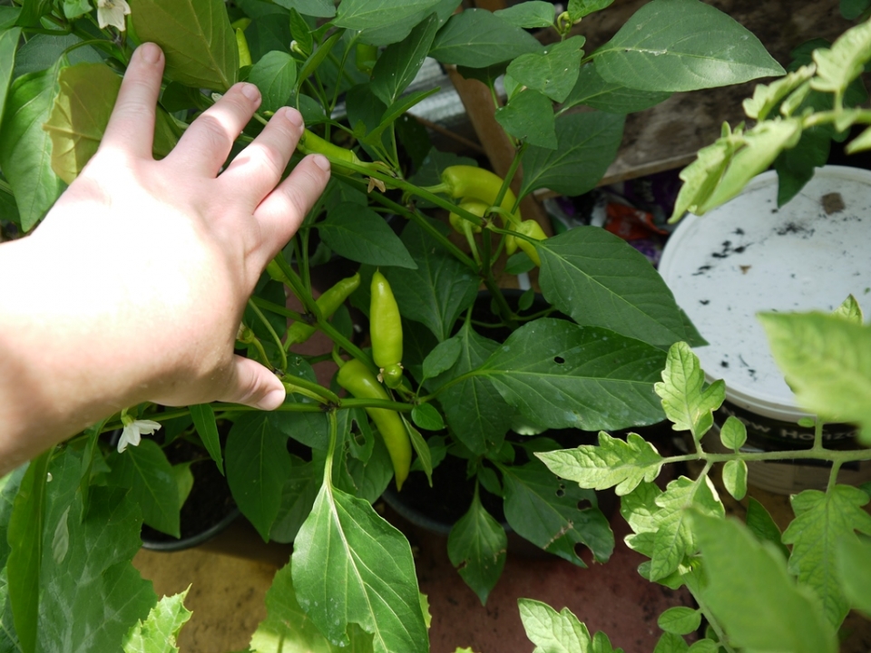 Caribbean Hot Peppers well on their way - raised from seed