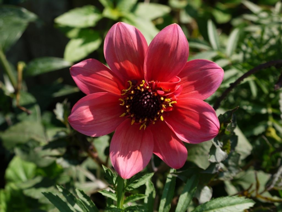 Dahlia Bishops Children - raised from seed