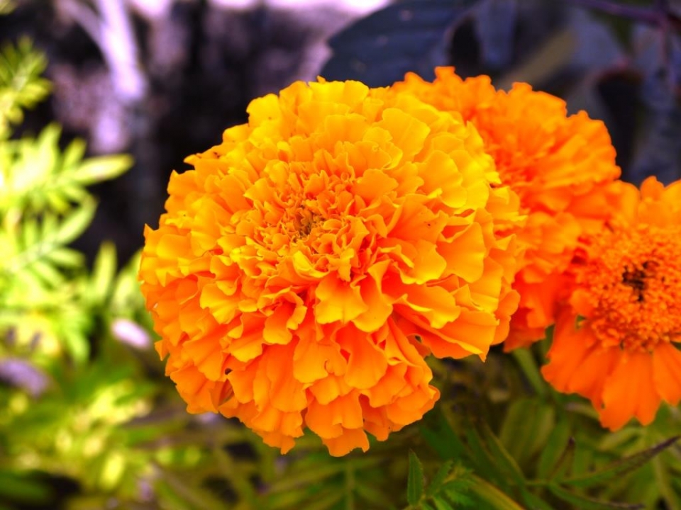 African Marigold - from seed