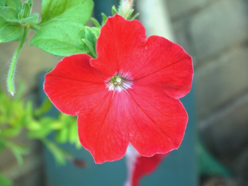 Petunia -  from seed