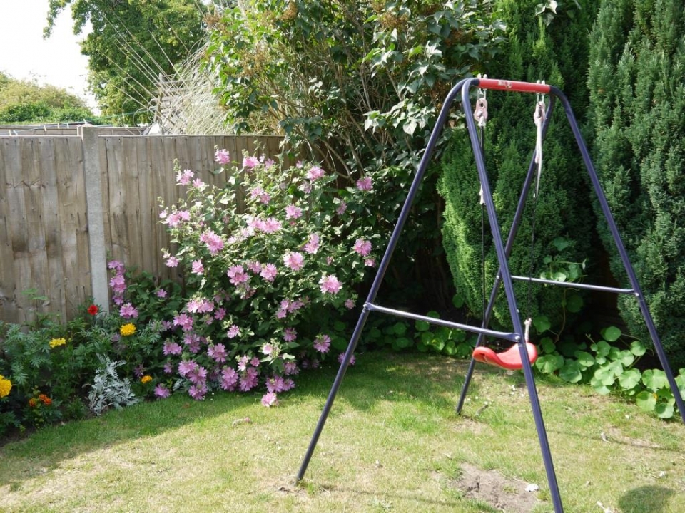 Lavatera in its second year (started off as three twigs last year)