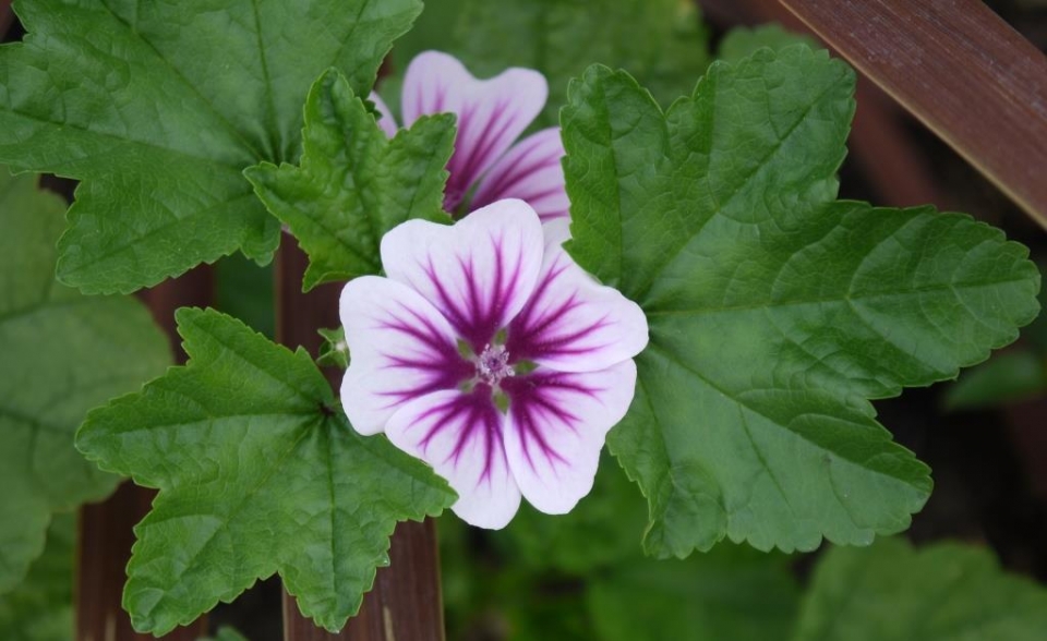 Malva Zebrina - from seed