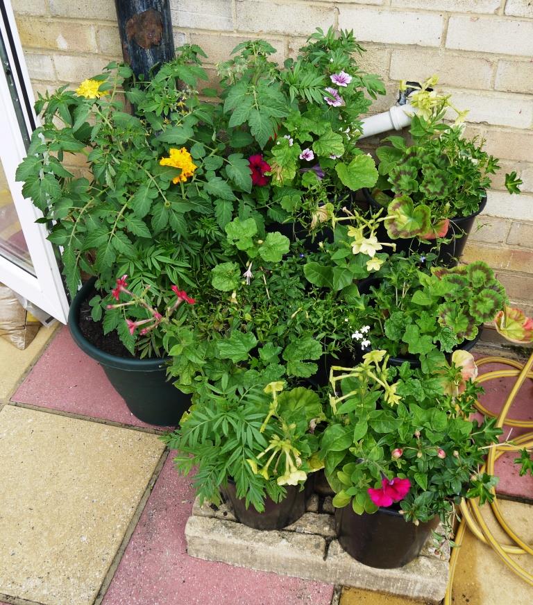 Even more pots! All from seed