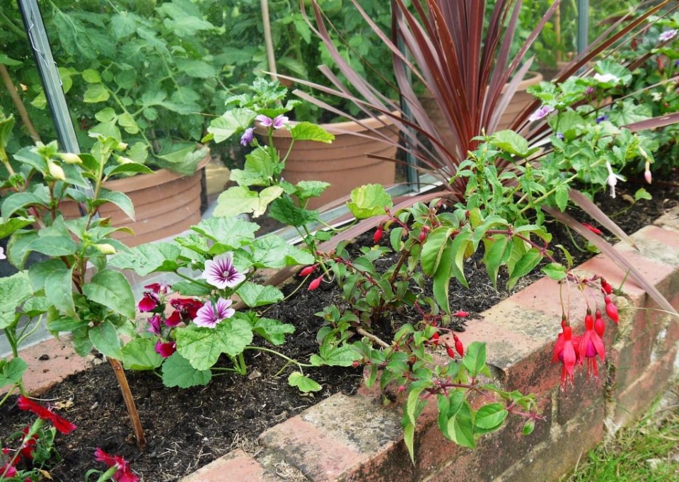 Hardy Fuchsia & Malva Zebrina